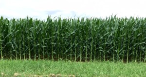 FullSizeRender copy 3