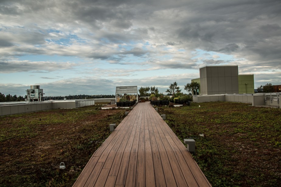 Roof II (1 of 1).jpg