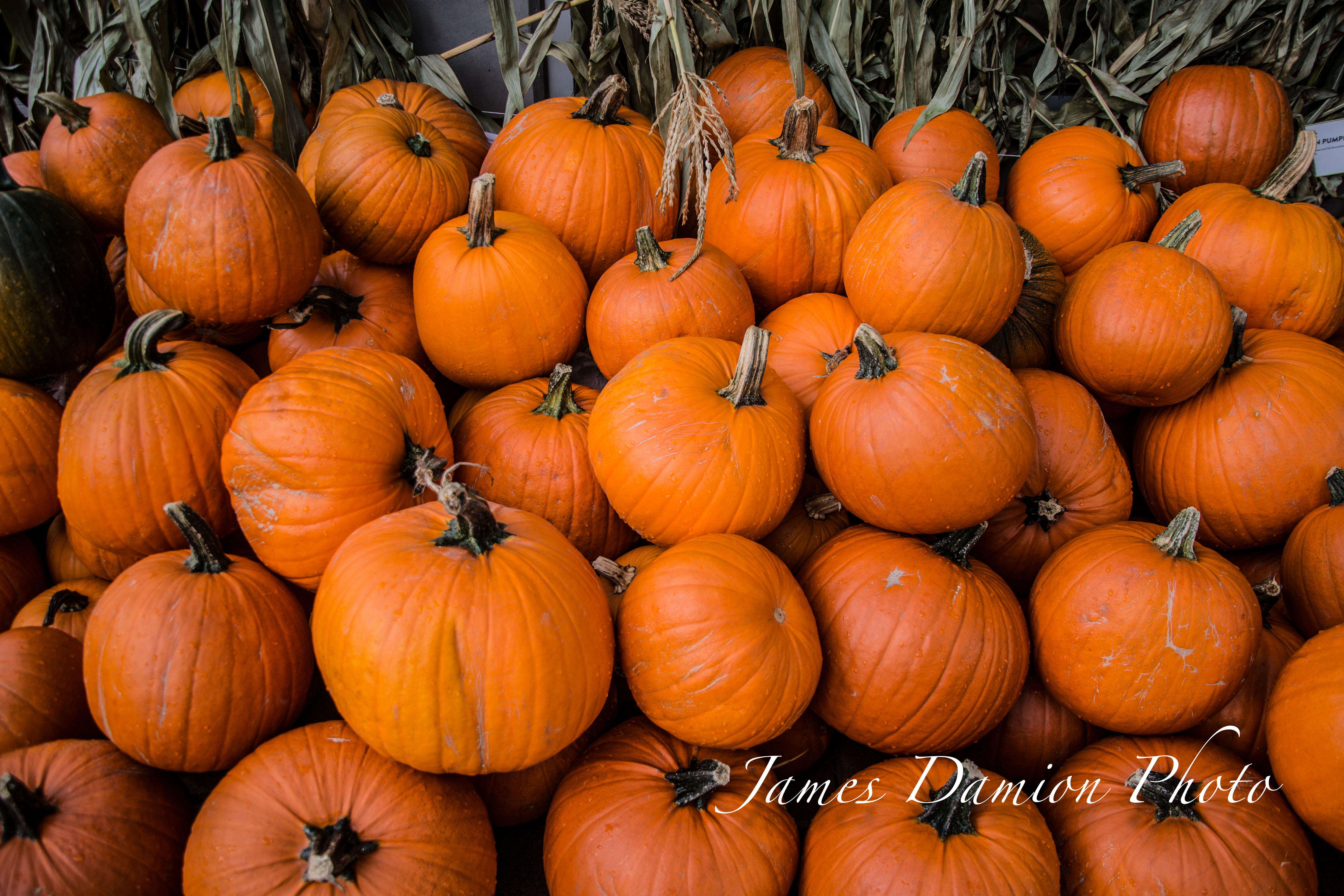 Pumpkins II-1.jpg
